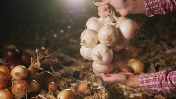 Bunch of White Onion Bulbs in the Hands at Dusk, Close-up