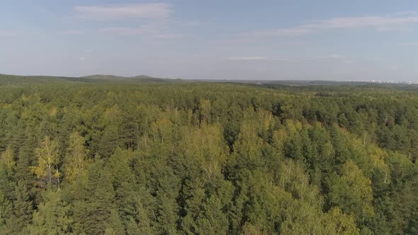 Aerial view of the autumn forest 08