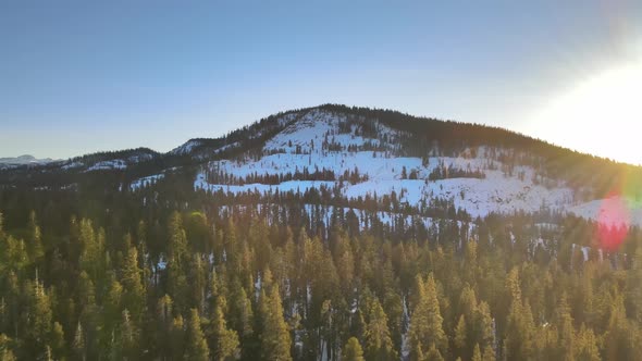 Drone footage of a sunlit pine forest with snow between the trees on the ground.