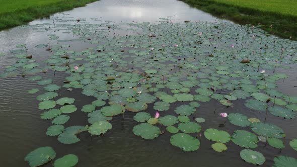 Fly over river with lotus flower