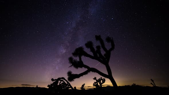 The Milky Way and Joshua Tree