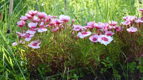 Pink Flowers And Greens