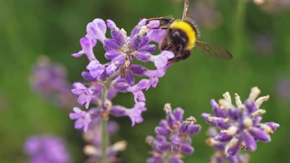 Slow Motion Video Closeup of a Bee Collecting Honey From a Flower