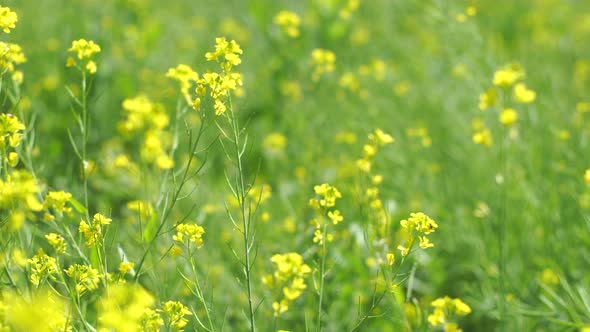 Yellow Flower Field