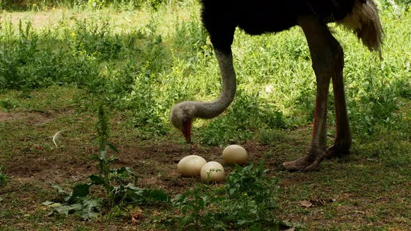 Ostrich farm. An ostrich sits on a nest hatches offspring eggs.