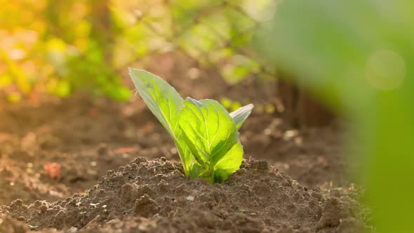 A Seedling of White Cabbage Grows in the Soil on a Garden Bed Closeup in the Evening at Sunset