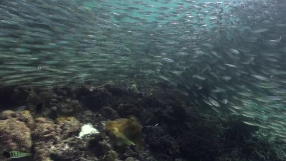 Sardine storm on tropical coral reef, thousand of sardines rushing over shallow coral reef