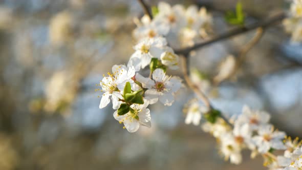 Close Up of Fresh White Blooming Flowers on a Tree Branches in Early Spring