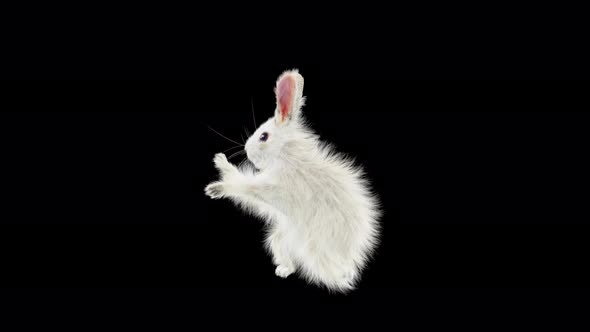 Rabbit Dancing 4K