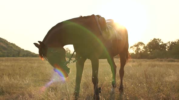 Beautiful Brown Horse on Field at the Setting Sun