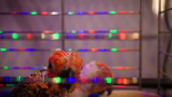 Sun parakeets hatchlings for sale at a pet shop