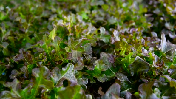fresh Red Oak Lettuce in hydroponics system pipe