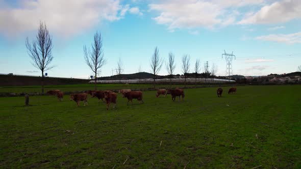 Cows Graze on Pasture