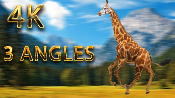 Giraffe running from 3 different angles