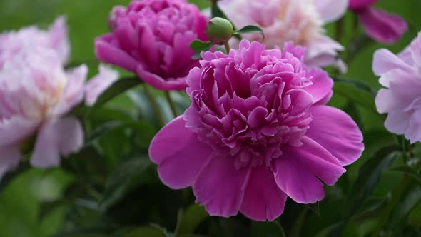 Beautiful bouquet of flowers pink peonies sway in the wind in garden