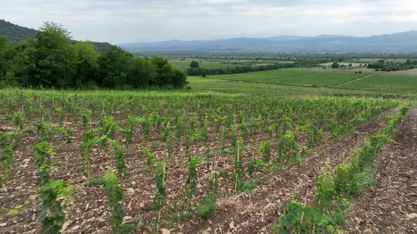 Aerial flight over beautiful vineyard landscape in Napareuli, Georgia