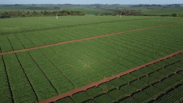 Experimental Soybeans Field Drone 5