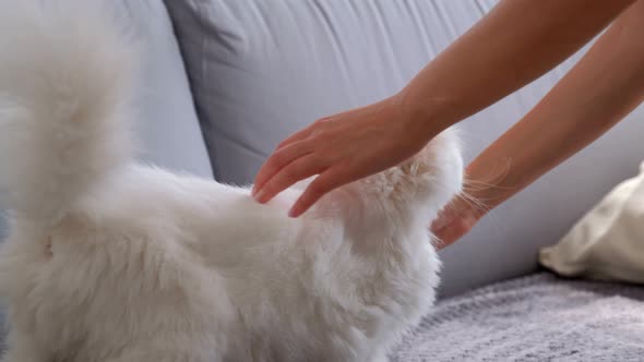 Cat Combing with a Special Brush