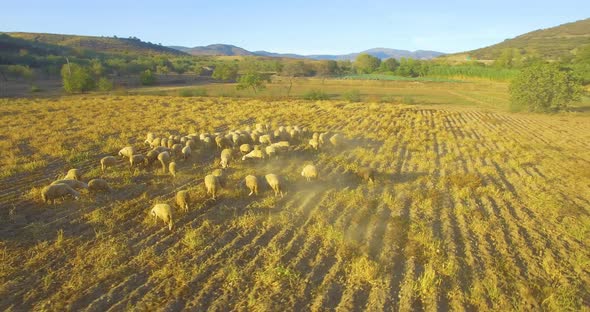 Flock Of Sheeps 