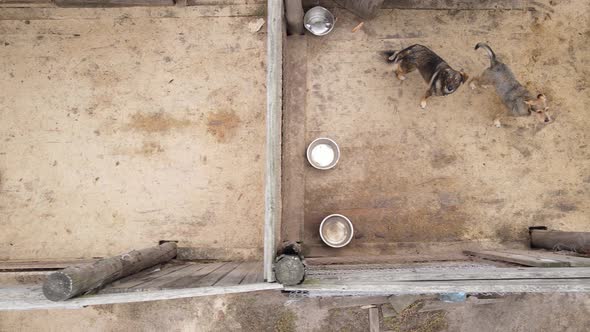 Aerial View of a Shelter for Stray Dogs.