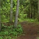 Nature forest environment, Beautiful forest - VideoHive Item for Sale