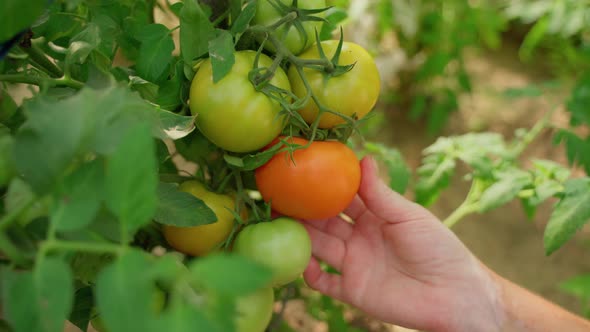 Female hands harvesting ripe vegetable tomato closeup