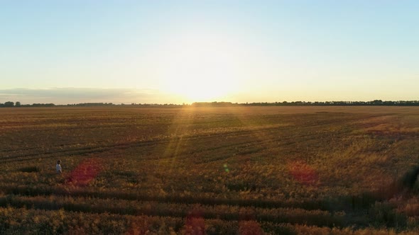 Aerial View Woman Standing in Field of Wheat During Sunset or Sunrise