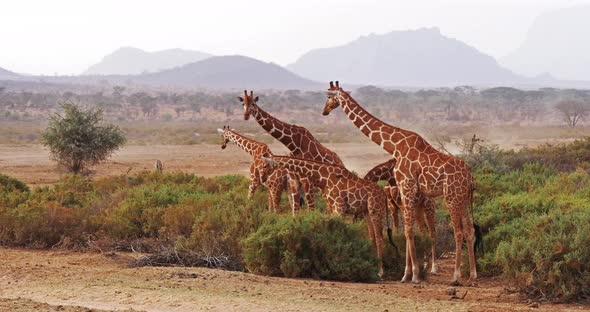 Reticulated Giraffe, giraffa camelopardalis reticulata, Group at Samburu park in Kenya, Real Time 4K