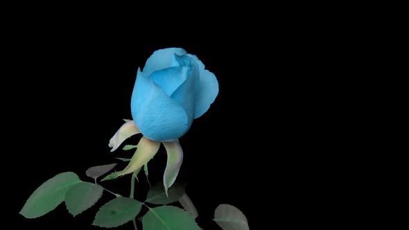 Turquoise Pale Blue Rose Bloom on a Black Background Time Lapse Beautiful Greeting Card Wedding