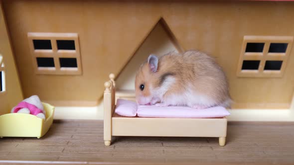 Little Cute Hamster Sits on the Bed in the House