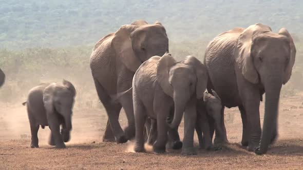 Herd of African Elephants walking on the savanna