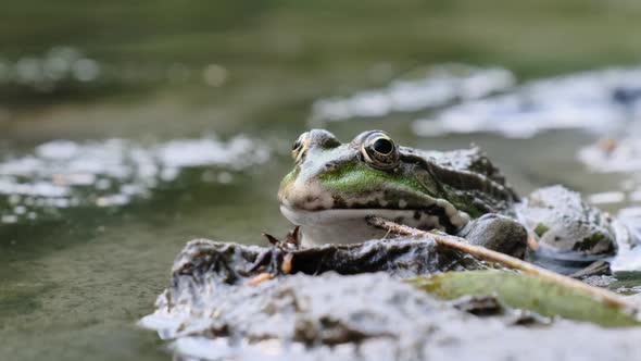 Green Frog Sits on the Shore By the River Extreme Close Up Portrait of Toad