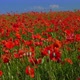 Poppies Field of Red Flowers up to the Horizon under Blue Sky Panorama Landscape - VideoHive Item for Sale