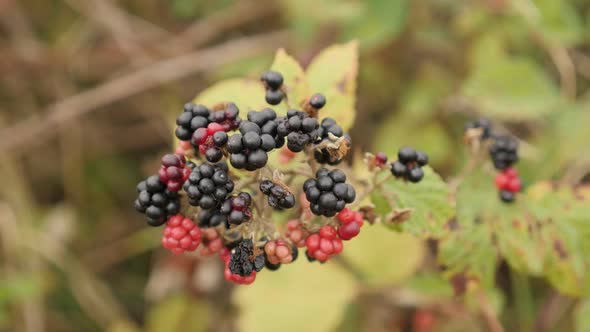 Slow motion Rubus fruticosus fruit  1080p FullHD footage - Red and black berries of European blackbe