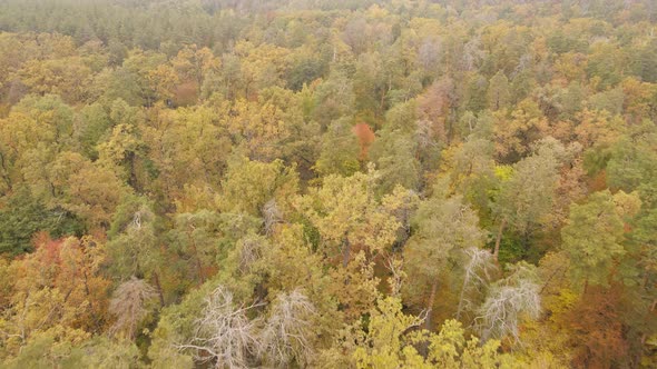 Autumn Forest with Trees By Day