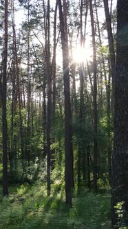 Vertical Video of Many Trees in the Forest