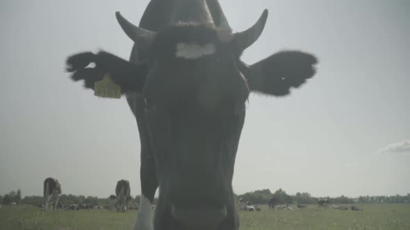 Cow. Cows in a Pasture on a Farm. Slow Motion