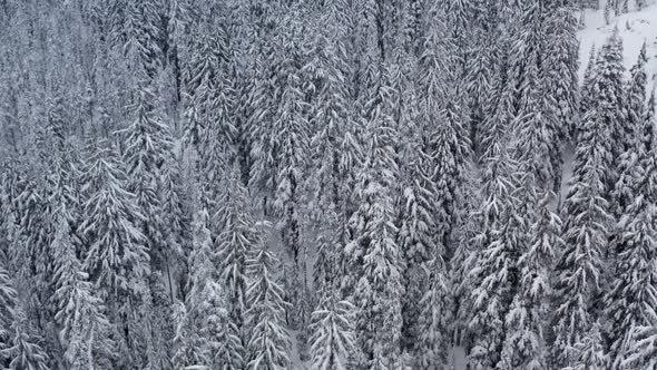 Slow aerial of a thick evergreen forest covered in snow