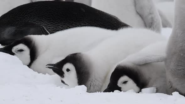 Emperor Penguins Chicks on the Ice in Antarctica