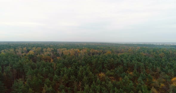 Flying Over Forest. Forest From Above