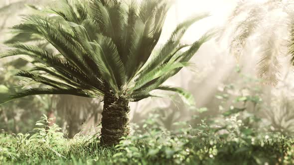 Tropical Forest with Plants and Trees in Sunlight