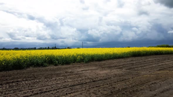 Aerial View of Spring Rapeseed Flower Field