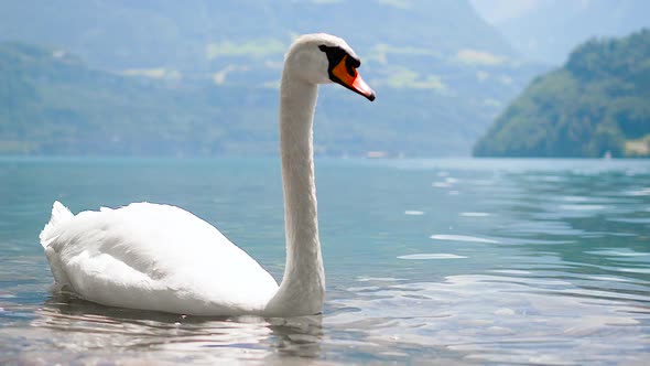 White swan on Lake Lucerne.