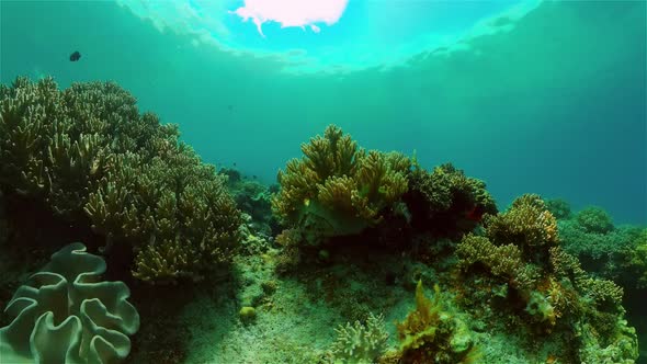 The Underwater World of a Coral Reef