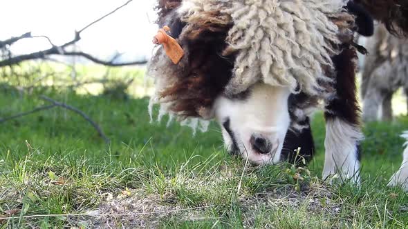 Close up of a grazing sheep.