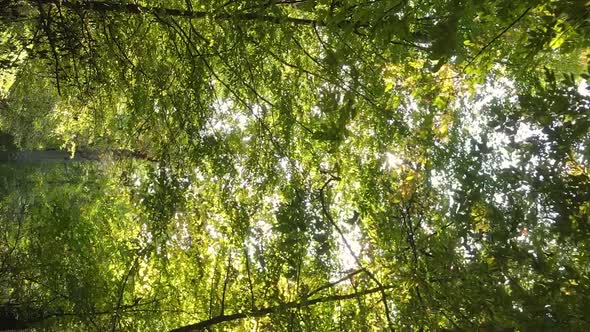 Vertical Video Autumn Forest with Trees in Ukraine Slow Motion