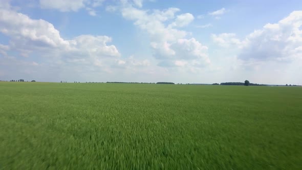 AERIAL Flight Over Young Wheat Field in Rural Landscape