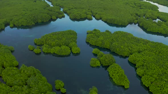 Flooded Amazonian Rainforest in Negro River, Amazonas, Brazil