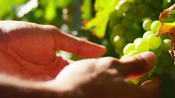 Hands of farmer checking grapes during harvest season
