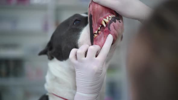 Closeup Purebred American Staffordshire Terrier with Unrecognizable Caucasian Veterinarian Examining